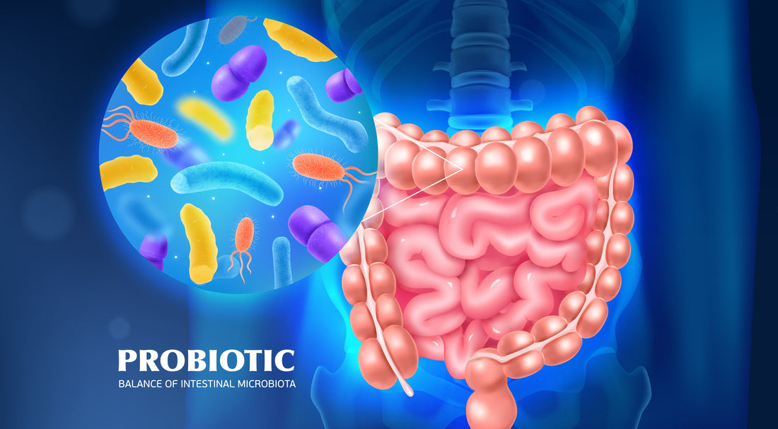 Role of Probiotics For Digestive Health