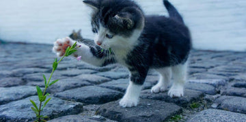 A Cat In Trouble!