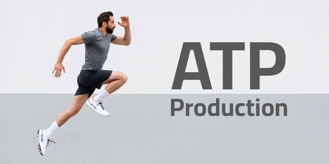 ATP (Adenosine triphosphate) Production