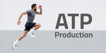 ATP (Adenosine triphosphate) Production