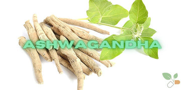 Ashwagandha Supplement: Benefits, Side Effects, Usage, Dosage & More