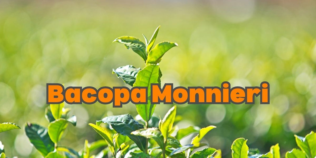 Bacopa Monnierri: Benefits, Side Effects, Usage, Dosage & More