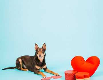 Pet Heart Health Supplements | Keep Your Furry Friend’s Heart Strong