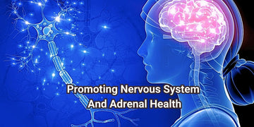 The Best Supplement Used in Promoting Nervous System And Adrenal Health