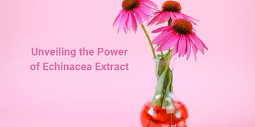 Unveiling the Power of Echinacea Extract: Health Benefits, Usage, and Precautions