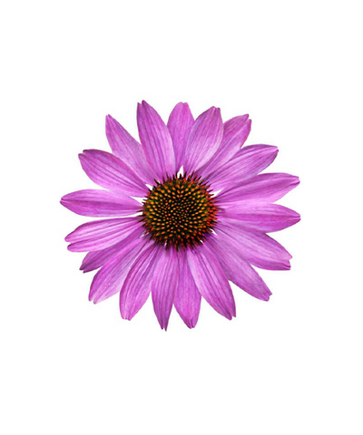 Echinacea
