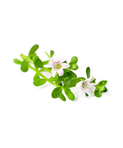 Bacopa Extract