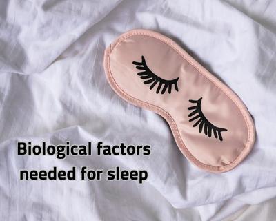 Biological factors needed for sleep