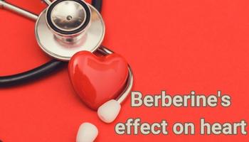 Berberines effect on heart