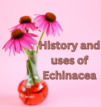 History and uses of Echinacea