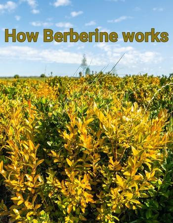 How Berberine works
