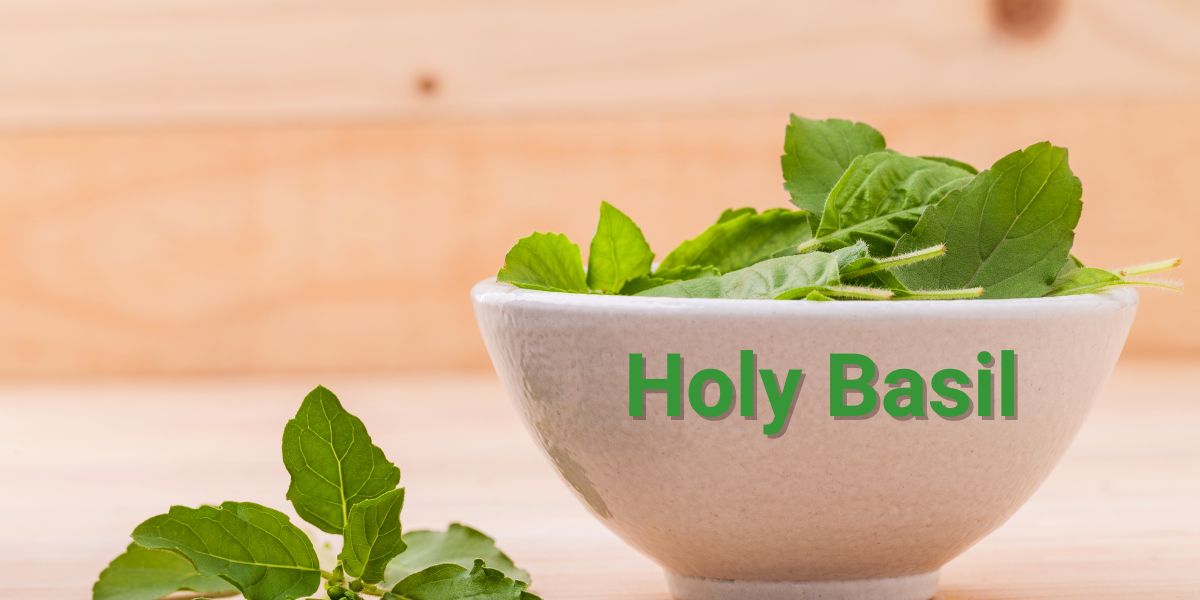 Holy Basil Supplement: Health Benefits, Uses, Dosage, Side Effects, and Interactions