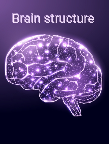 Brain structure and function