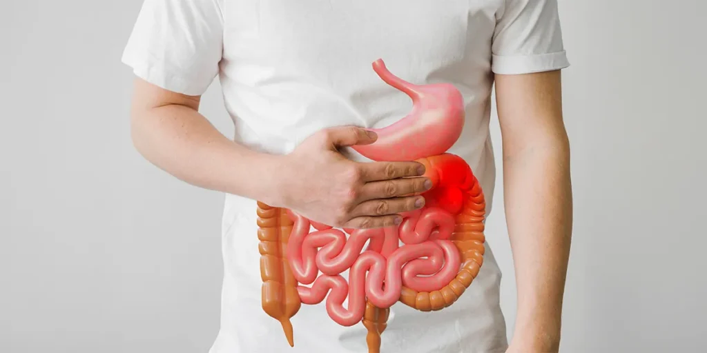 Vitamin D and Gut Health: Person holding a model of the human digestive system against their abdomen.