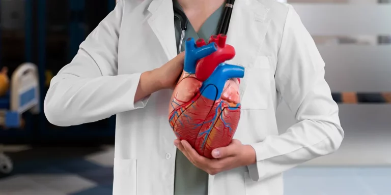 Vitamin D and Cardiovascular Health: Doctor holding an anatomical model of a human heart.