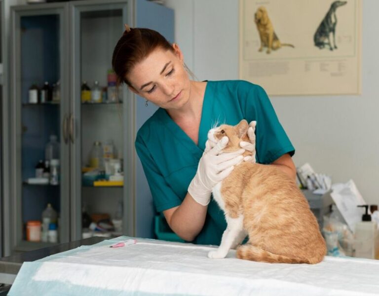 Low Dose Naltrexone For Cats Cover