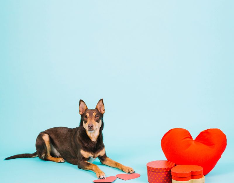 Pet Heart Health Supplements Cover